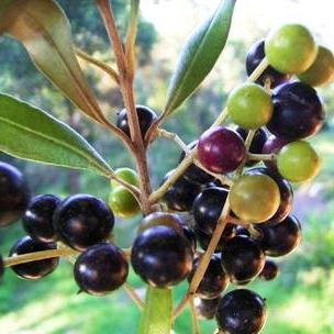 Olea europaea ssp. africana - European Olive - 5 Seed Pack