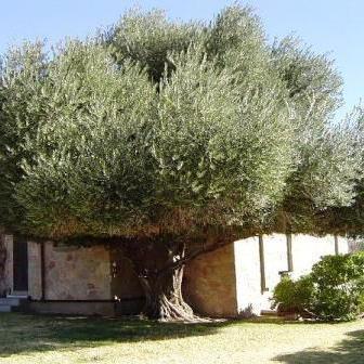 Olea europaea ssp. africana - European Olive - 5 Seed Pack - Image 2