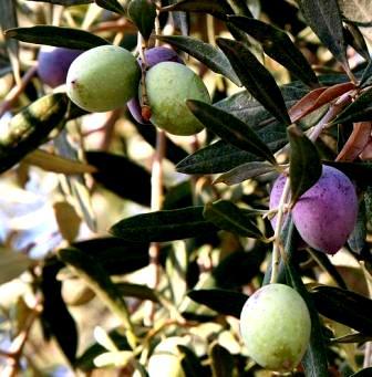 Olea europaea ssp. africana - European Olive - 5 Seed Pack - Image 3