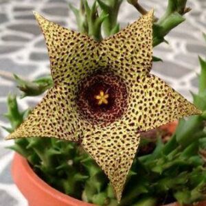 Orbea verrucosa - 5 Seed Pack
