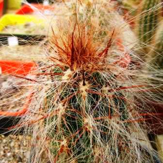 Oreocereus fossulatus rubrispina - Old Man of the Andes - 5 Seed Pack