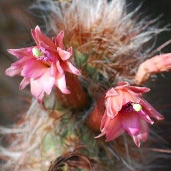 Oreocereus fossulatus rubrispina - Old Man of the Andes - 5 Seed Pack - Image 2