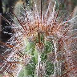 Oreocereus fossulatus rubrispina - Old Man of the Andes - 5 Seed Pack - Image 3