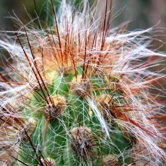 Oreocereus fossulatus rubrispina - Old Man of the Andes - 5 Seed Pack - Image 4