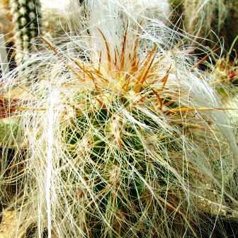 Oreocereus fossulatus - Old Man of the Andes - 5 Seed Pack