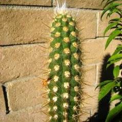 Oreocereus fossulatus - Old Man of the Andes - 5 Seed Pack - Image 2