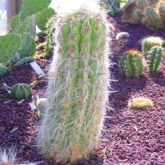 Oreocereus fossulatus - Old Man of the Andes - 5 Seed Pack - Image 3