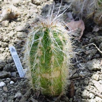 Oreocereus fossulatus - Old Man of the Andes - 5 Seed Pack - Image 4