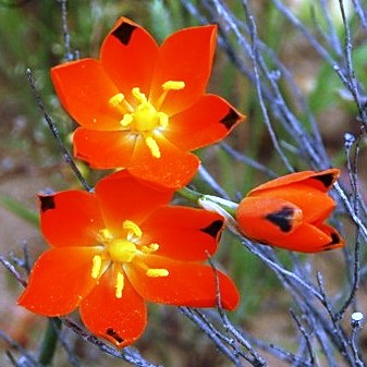 Ornithogalum maculatum - 5 Seed Pack