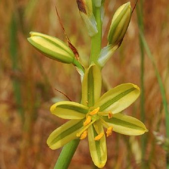 Ornithogalum suaveolens - 5 Seed Pack
