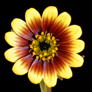 Osteospermum monstrosum - Corncockle; Trekkertjie - 5 Seed Pack