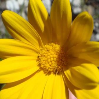 Osteospermum polygaloides - 5 Seed Pack