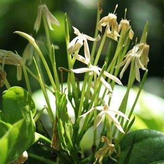 Oxyanthus pyriformis - Hat-pins Loquat - 5 Seed Pack