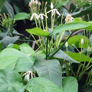 Oxyanthus pyriformis - Hat-pins Loquat - 5 Seed Pack - Image 2