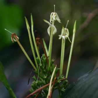 Oxyanthus speciosus - Wild Loquat - 5 Seed Pack - Image 2