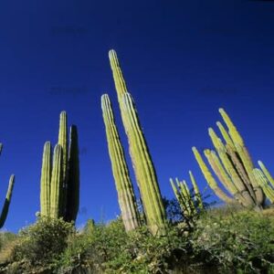 Pachycereus pringlei - Mexican Giant Cardon, Elephant Cactus - 10+ Seed Pack