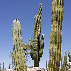 Pachycereus pringlei - Mexican Giant Cardon, Elephant Cactus - 10+ Seed Pack - Image 3