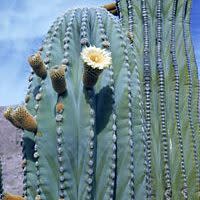 Pachycereus pringlei - Mexican Giant Cardon, Elephant Cactus - 10+ Seed Pack - Image 4