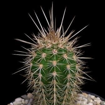 Pachycereus pringlei - Mexican Giant Cardon, Elephant Cactus - 10+ Seed Pack - Image 5