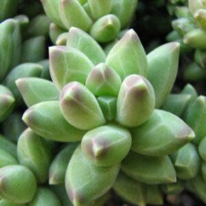 Pachyphytum compactum - 10 Seed Pack