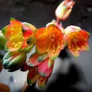 Pachyphytum compactum - 10 Seed Pack - Image 2