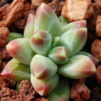 Pachyphytum compactum - 10 Seed Pack - Image 3