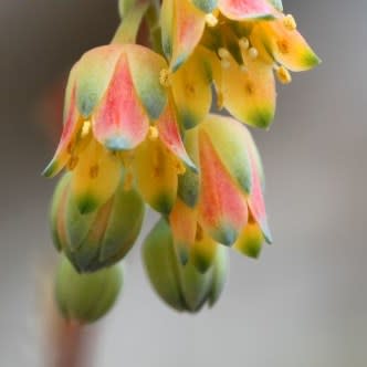 Pachyphytum compactum - 10 Seed Pack - Image 4