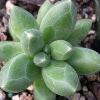 Pachyphytum compactum - 10 Seed Pack - Image 6