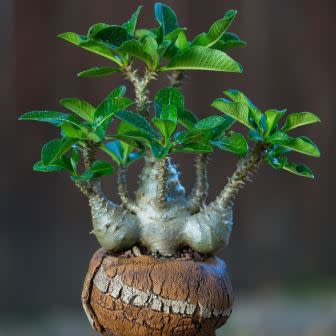 Pachypodium baronii - Bontaka - 5 Seed Pack