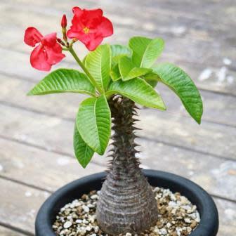 Pachypodium baronii - Bontaka - 5 Seed Pack - Image 2