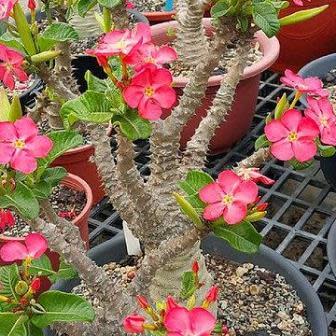 Pachypodium baronii - Bontaka - 5 Seed Pack - Image 3