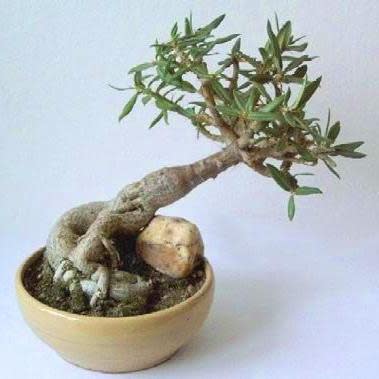 Pachypodium bispinosum - Bobbejaankos, Kragman, Sterkman, Kamoa - 5 Seed Pack