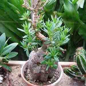 Pachypodium bispinosum - Bobbejaankos, Kragman, Sterkman, Kamoa - 5 Seed Pack - Image 2