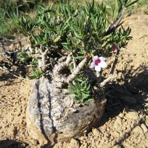 Pachypodium bispinosum - Bobbejaankos, Kragman, Sterkman, Kamoa - 5 Seed Pack - Image 3