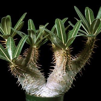 Pachypodium cactipes - 5 Seed Pack