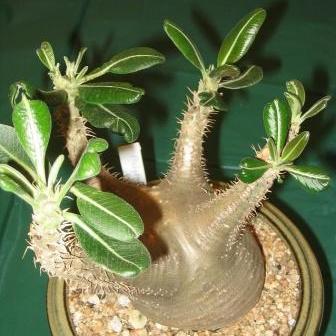 Pachypodium cactipes - 5 Seed Pack - Image 2