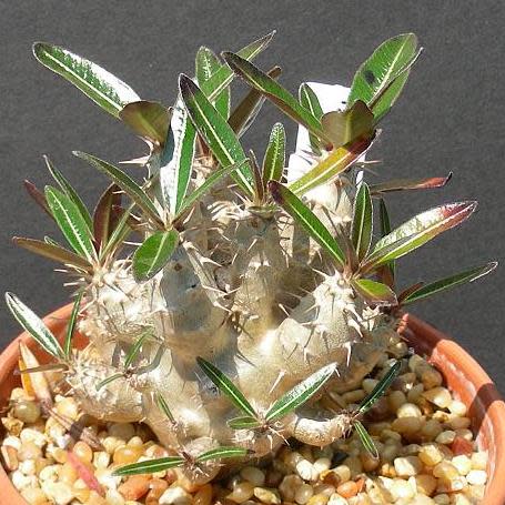 Pachypodium cactipes - 5 Seed Pack - Image 3