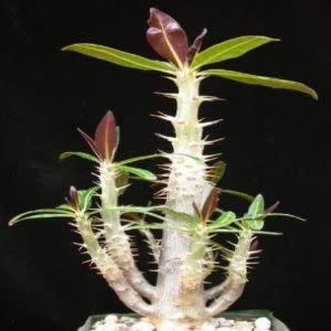 Pachypodium cactipes - 5 Seed Pack - Image 4