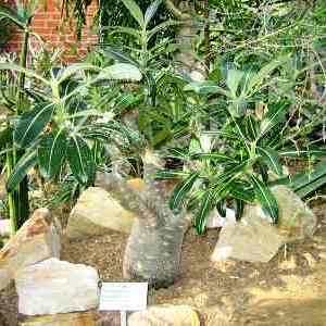 Pachypodium cactipes - 5 Seed Pack - Image 5