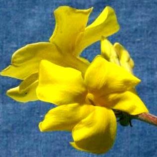 Pachypodium cactipes - 5 Seed Pack - Image 6