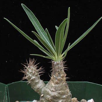 Pachypodium rosulatum gracilis - Isalo Elephants Foot - 5 Seed Pack - Image 2