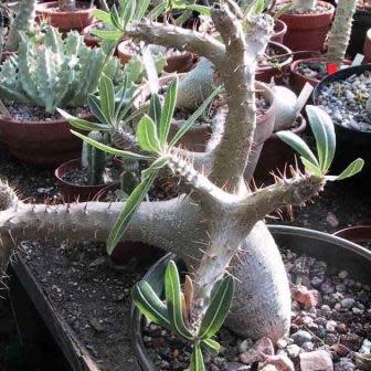 Pachypodium rosulatum gracilis - Isalo Elephants Foot - 5 Seed Pack - Image 4