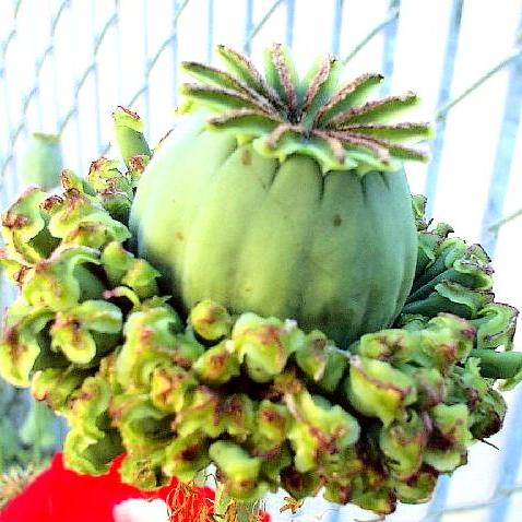 Papaver somniferum - Hens & Chicks Poppy - 10+ Seed Pack