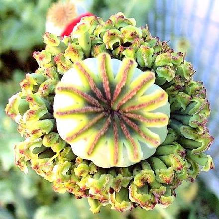 Papaver somniferum - Hens & Chicks Poppy - 10+ Seed Pack - Image 2