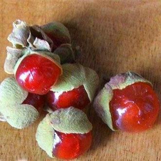 Pappea capensis - Jacket Plum, Bushveld Cherry, Indaba tree; Doppruim - 20 Seed Pack