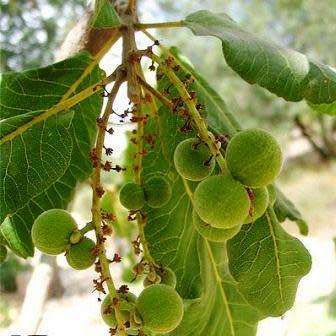 Pappea capensis - Jacket Plum, Bushveld Cherry, Indaba tree; Doppruim - 20 Seed Pack - Image 2