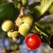 Pappea capensis - Jacket Plum, Bushveld Cherry, Indaba tree; Doppruim - 20 Seed Pack - Image 3