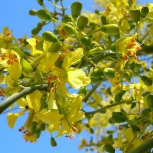 Parkinsonia africana - Wild Green Hair Tree; Lemoenhout, Lemoendoring - 5 Seed Pack