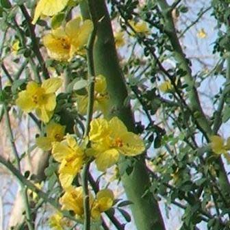 Parkinsonia africana - Wild Green Hair Tree; Lemoenhout, Lemoendoring - 5 Seed Pack - Image 2