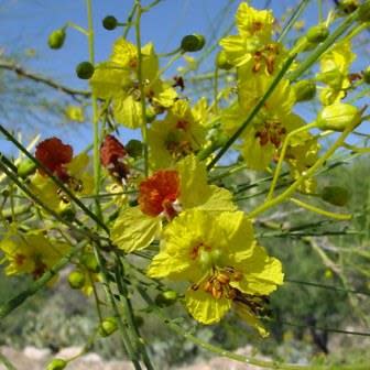 Parkinsonia africana - Wild Green Hair Tree; Lemoenhout, Lemoendoring - 5 Seed Pack - Image 3